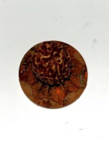 Тримукхи рудракша