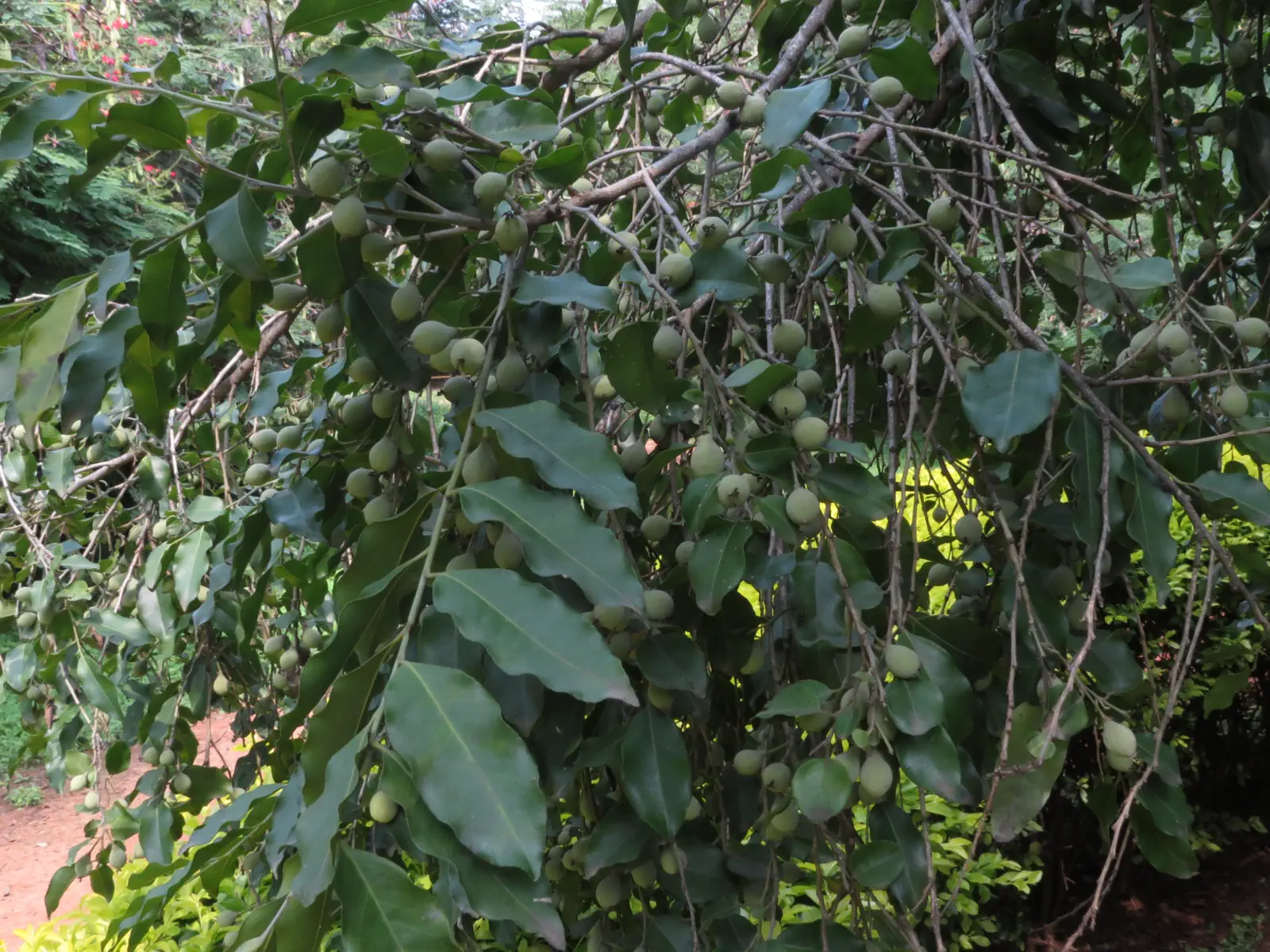 Putranjiva roxburghii